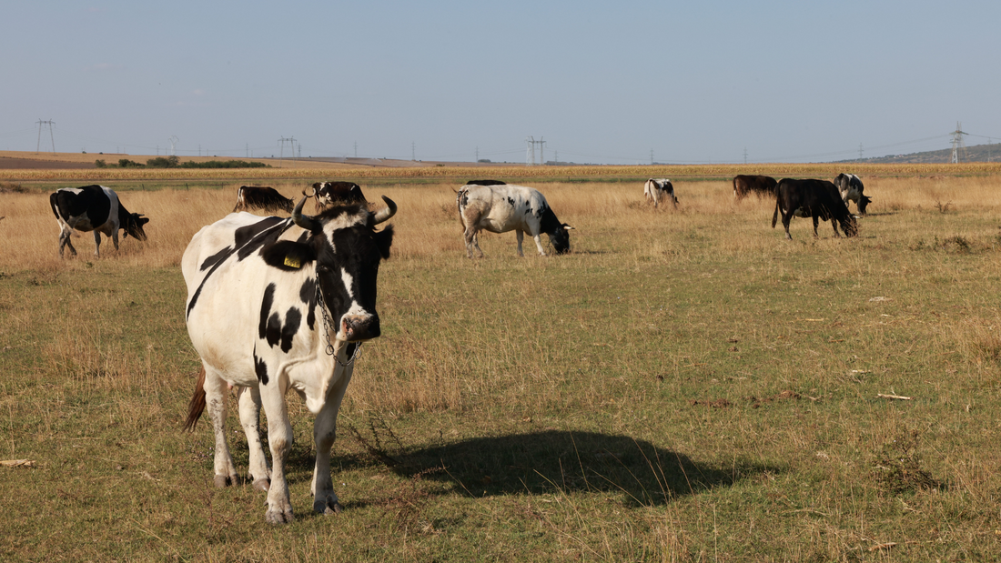 Five Signs Your Livestock Care Routine Needs a Reset