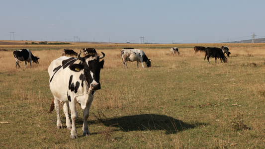 Five Signs Your Livestock Care Routine Needs a Reset