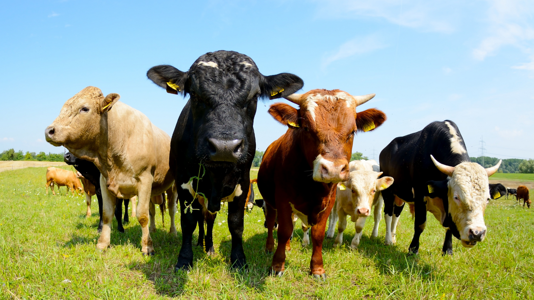Keep Dairy Cows Moving Strong with Solutions for Common Hoof Problems