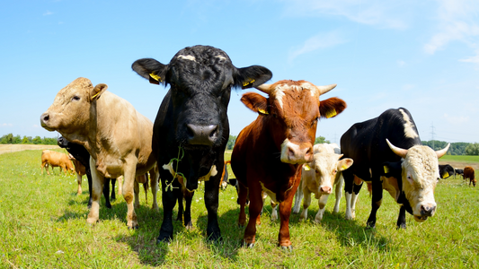 Keep Dairy Cows Moving Strong with Solutions for Common Hoof Problems