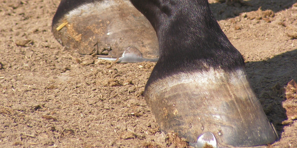 Understanding Why Hoof Trimming Wheels Outpace Hoof Knives