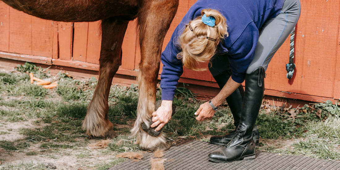 Different Grit Options for Hoof Trimming Wheels