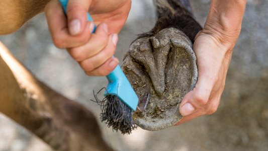 Smarter Hoof Trimming for Long-Term Savings on the Farm