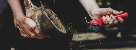 The Role of Hoof Health in Sustainable Farming