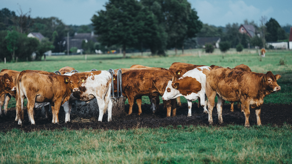 Shaping Tomorrow’s Farms with Smarter Livestock Care Tools