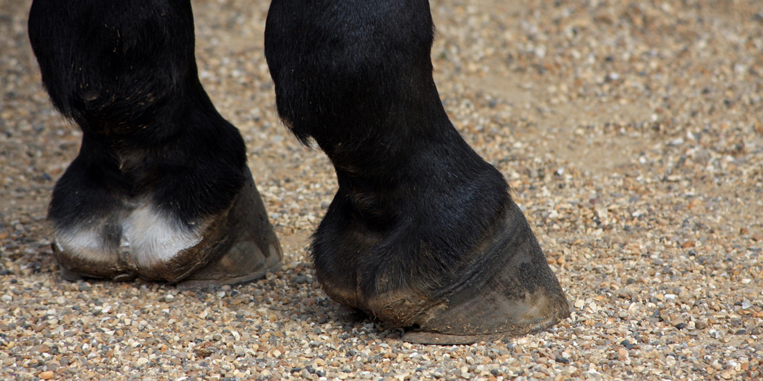 Dealing with Overgrown Hooves: Causes, Treatment & Best Trimming Tools
