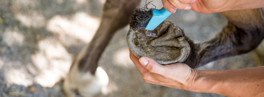 Top 10 Hoof Care Mistakes and How Trim-Tec Can Help Prevent Them