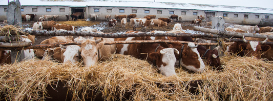 The Effects of Seasonality on Hoof Health and Why Farmers Need the Best Hoof Trimming Wheels