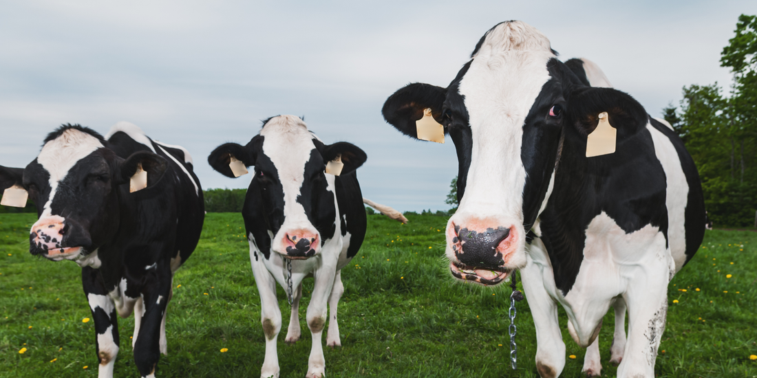 2026 Pricing Update and Flagship Trimming Wheels