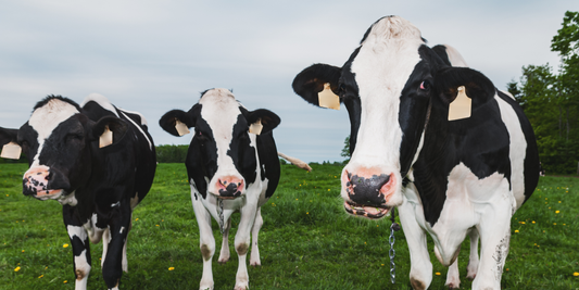 2026 Pricing Update and Flagship Trimming Wheels