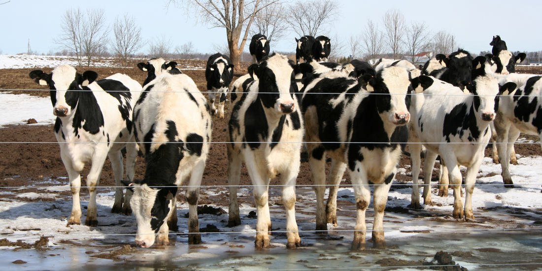 Trim Tec's Best Selling Trimming Wheel: Titanium Titan 6