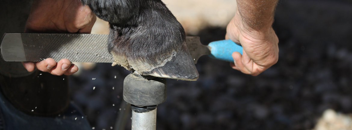 Expert Tips for Storing and Maintaining Your Cattle Hoof Trimming Tools ...