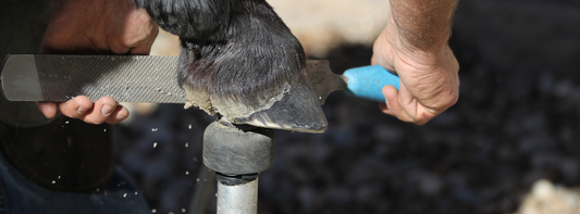 Expert Tips for Storing and Maintaining Your Cattle Hoof Trimming Tools