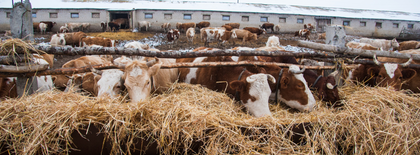 Hoof Health Tips for Every Season