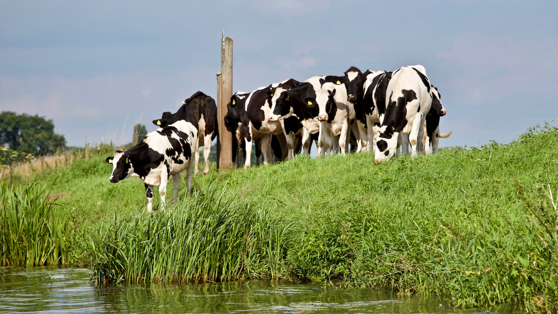 Learn How Cow Comfort Impacts Hoof Health and Dairy Herd Performance