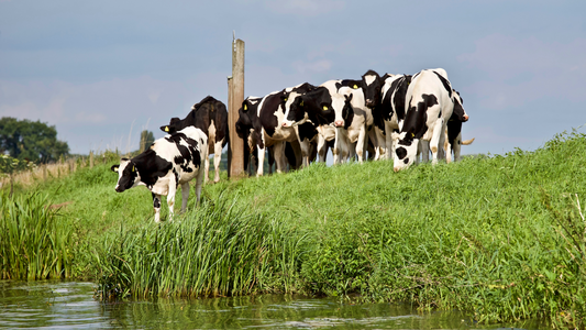 Learn How Cow Comfort Impacts Hoof Health and Dairy Herd Performance