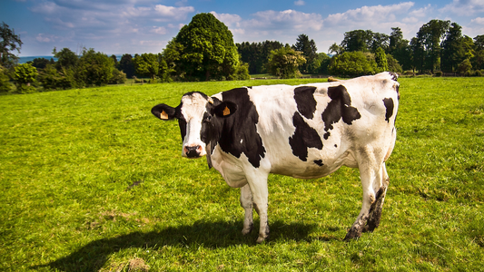 How to Maintain Proper Hoof Balance Between Trims