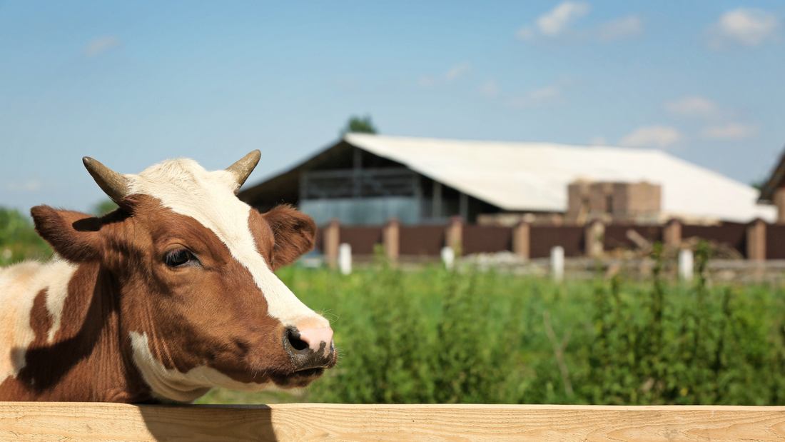 Improving Dairy Farm Herds With Better Hoof Care
