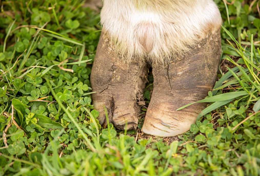 Signs of Common Hoof Problems and How to Prevent Them