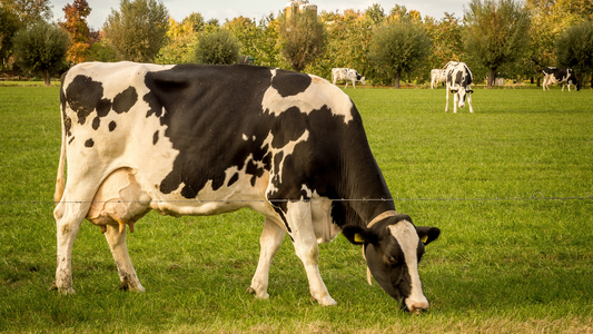 The Importance of Preventative Hoof Trimming in Dairy Cattle