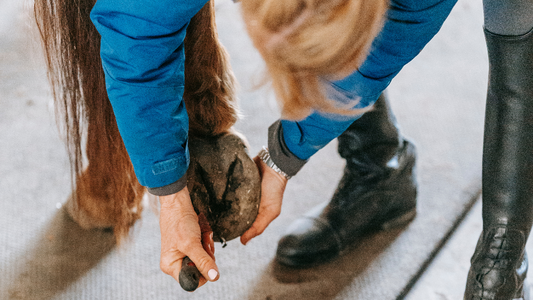 Understanding and Solving Hoof Problems in Horses