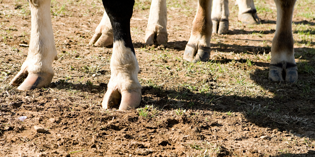 The Connection Between Hoof Trimming and Animal Longevity