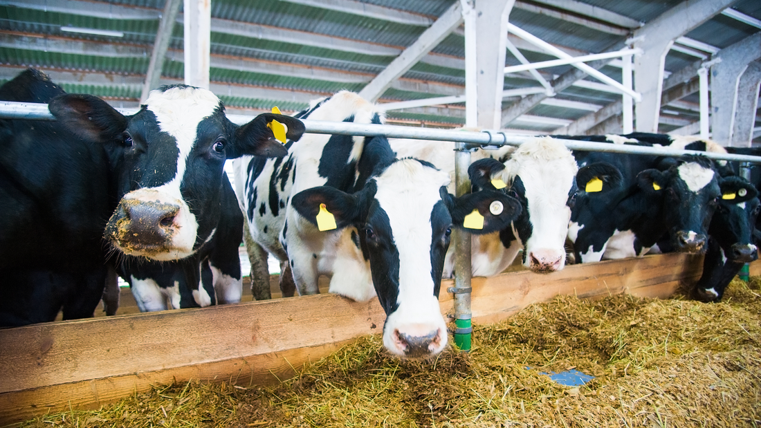 Trim Tec At The 2025 Hoof Health Conference