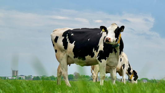 Hoof Glue for Cows Every Farmer Should Have on Hand