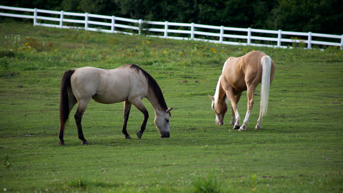 How to Treat an Abscess in Horse Hooves