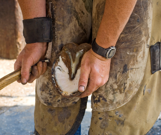 How to Spot Early Signs of Hoof Problems and Prevent Serious Injury