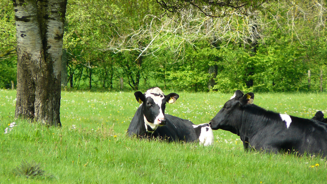 5 Summer Hoof Care Maintenance Tips for Cattle and Horses