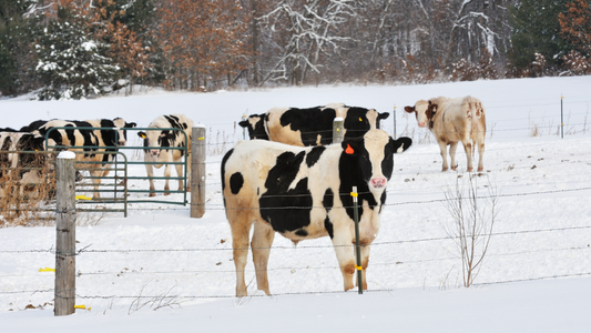 Managing Laminitis with Proper Hoof Care