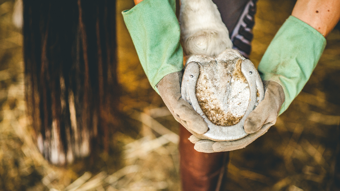 Beating the Heat with Smart Summer Hoof Care