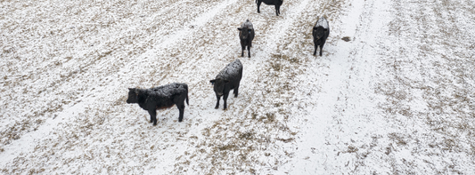 Signs It’s Time to Replace Your Hoof Trimming Tools